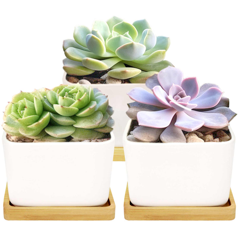 Square Succulent Pots with Base and Drainage Hole