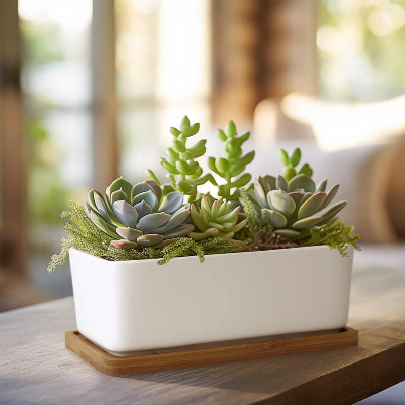 Succulent Pots - Small Home Garden Pots