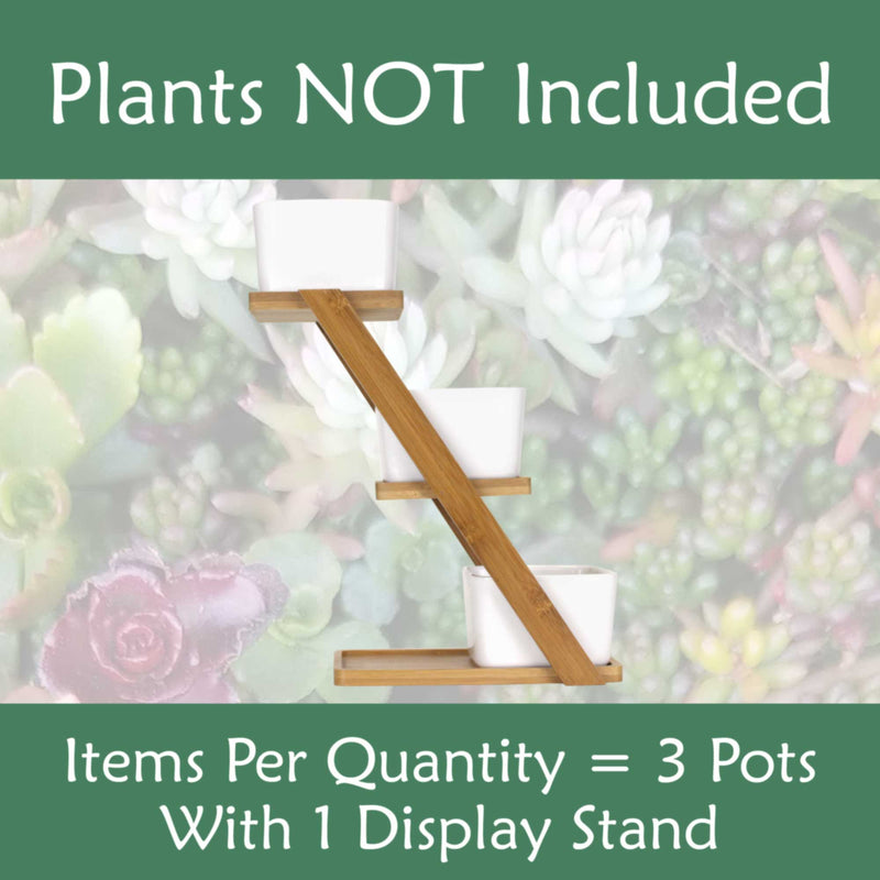 Succulent Pot Plant Display Set