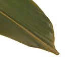 Bamboo Leaves
