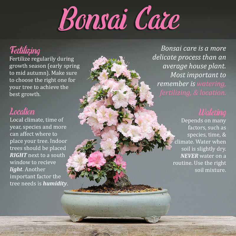 Bonsai 3pc Trunk and Root Set Bonsai care