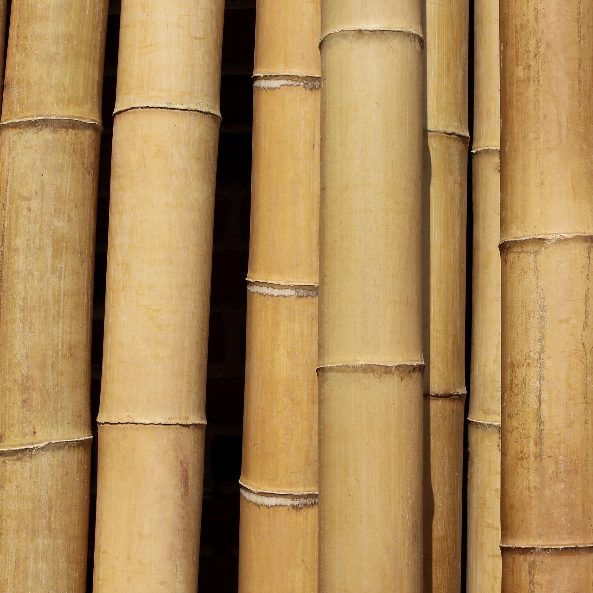 natural thick bamboo poles