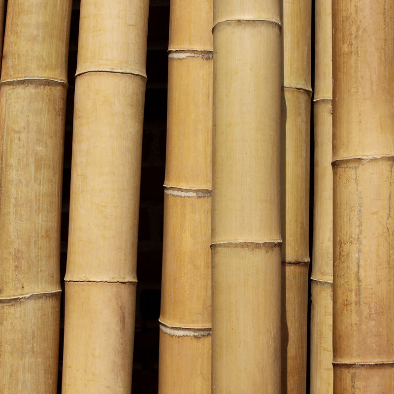 natural thick bamboo poles