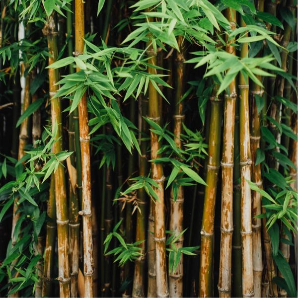 What Makes Bamboo So Eco-Friendly?
