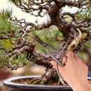 Bonsai Silver Trimming Shear