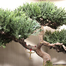 Bonsai 3" Branch Bender