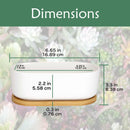 Short Oval Succulent Plant Pot with Tray