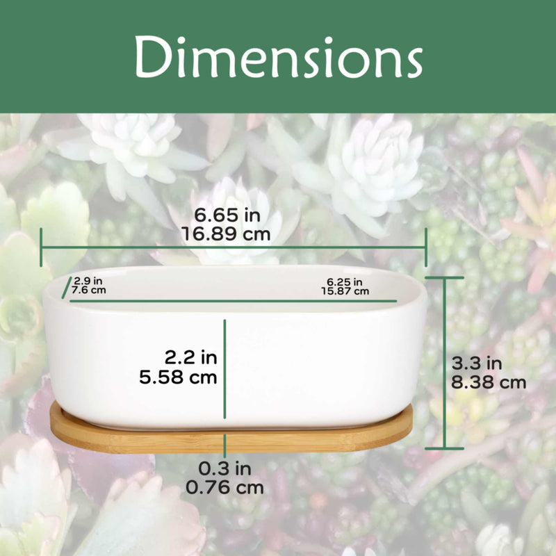 short wide plant pots Short Oval Succulent Plant Pot with Tray