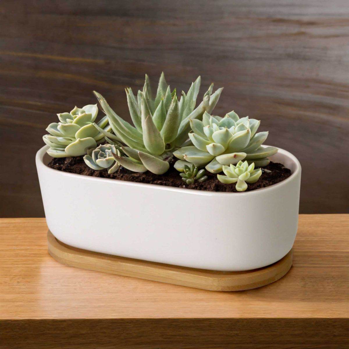 oval succulent planter Short Oval Succulent Plant Pot with Tray