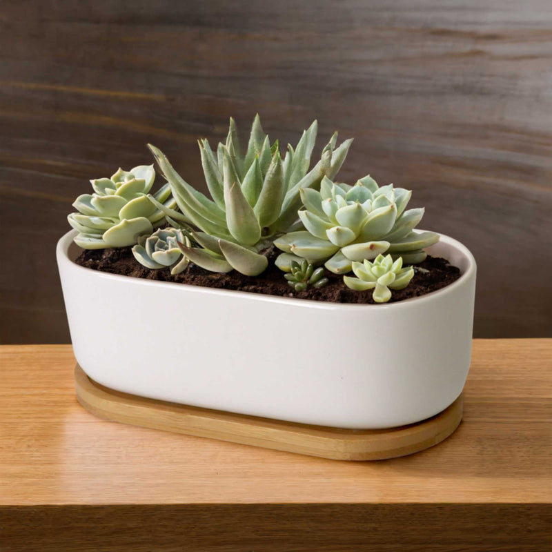 oval plant pot Short Oval Succulent Plant Pot with Tray