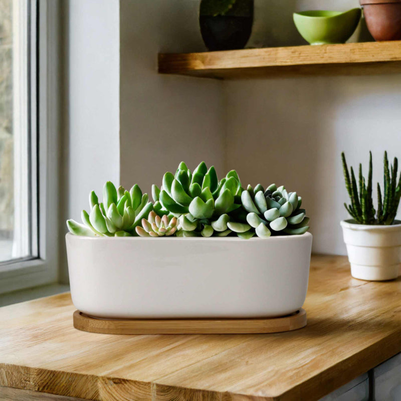 oblong plant pot Short Oval Succulent Plant Pot with Tray