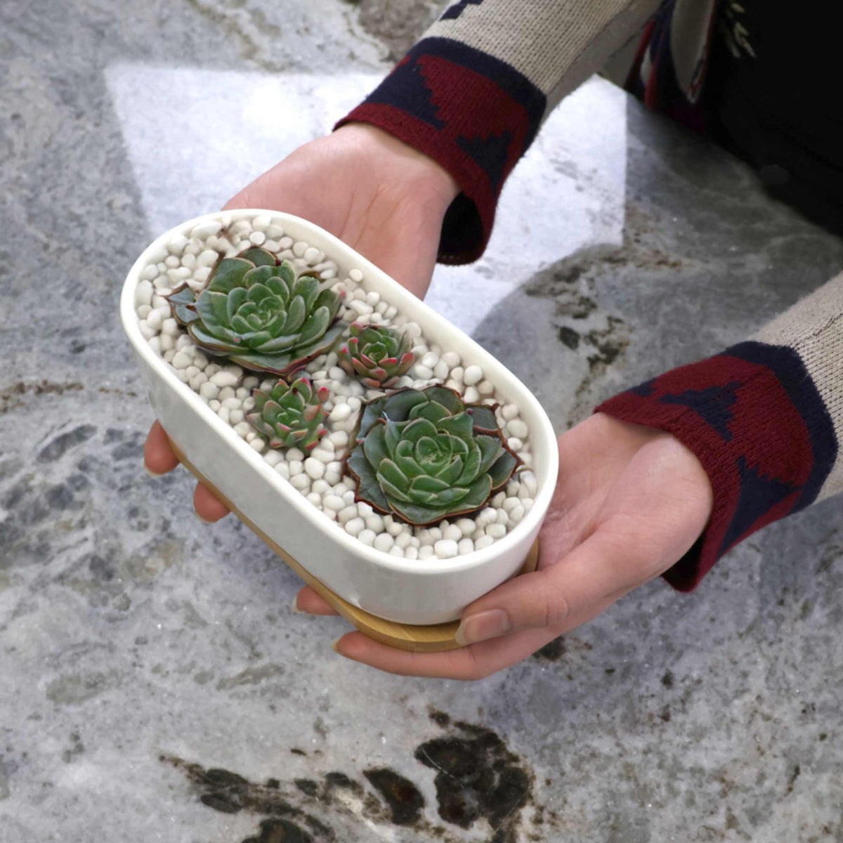 mini succulent garden pots Short Oval Succulent Plant Pot with Tray