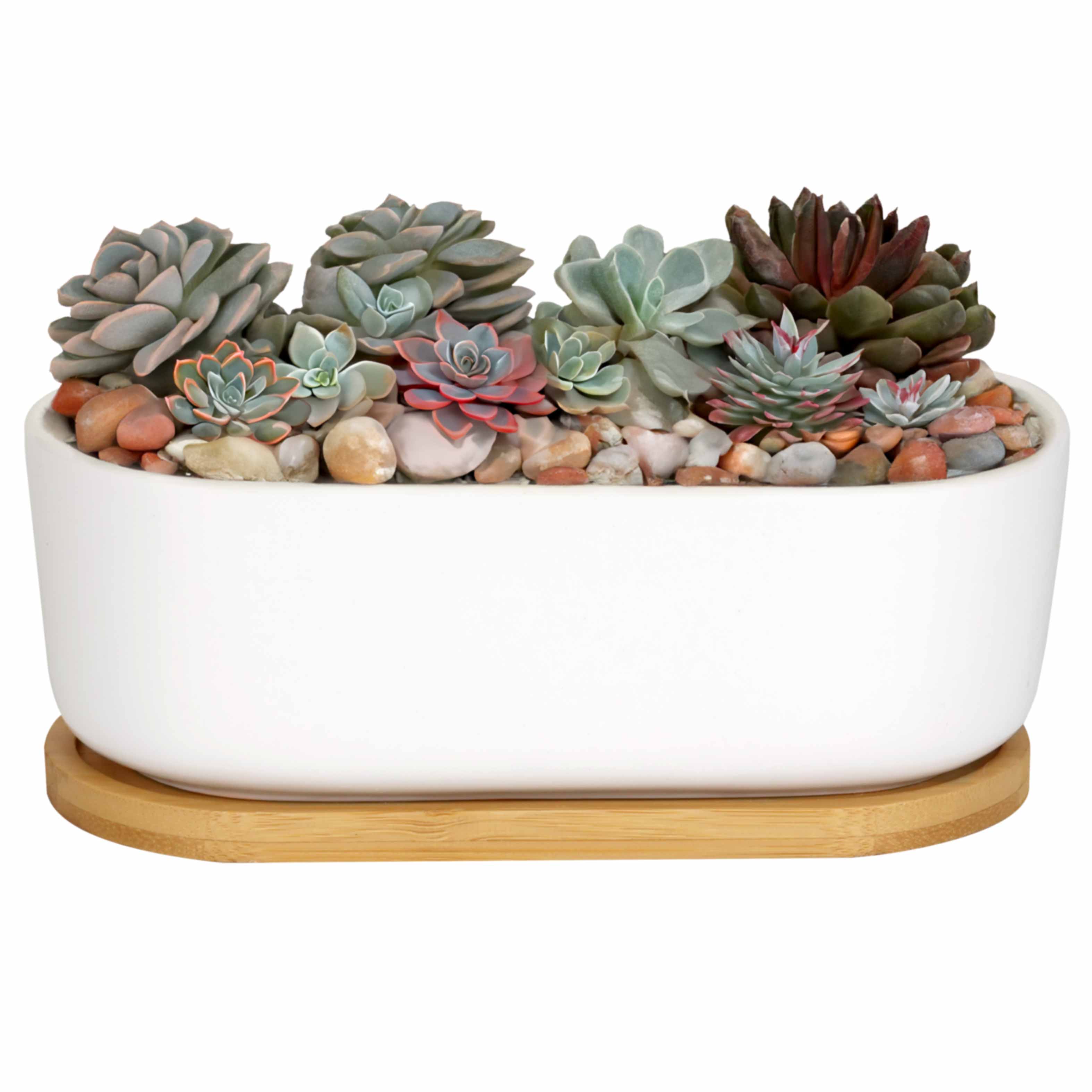 Short Oval Succulent Plant Pot with Tray