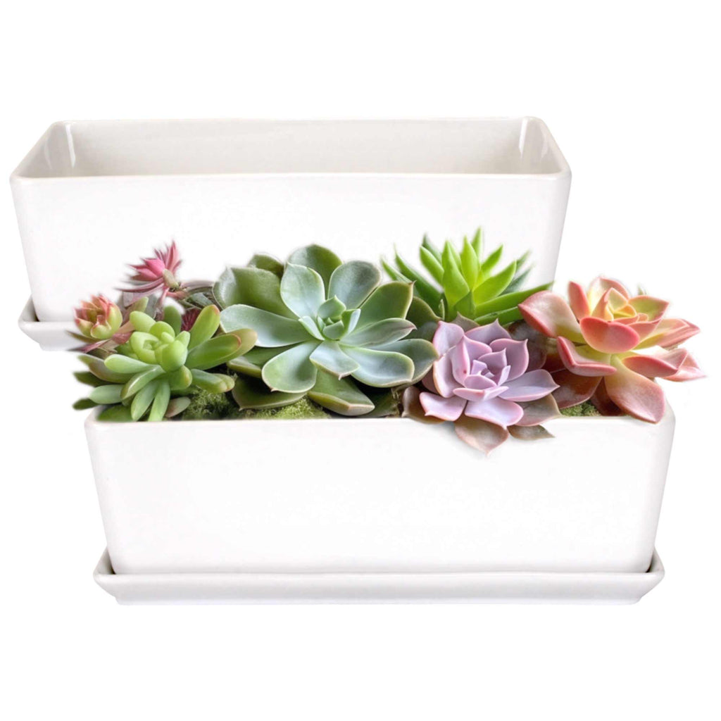 small rectangular plant pots Small White Rectangular Succulent Plant Pot