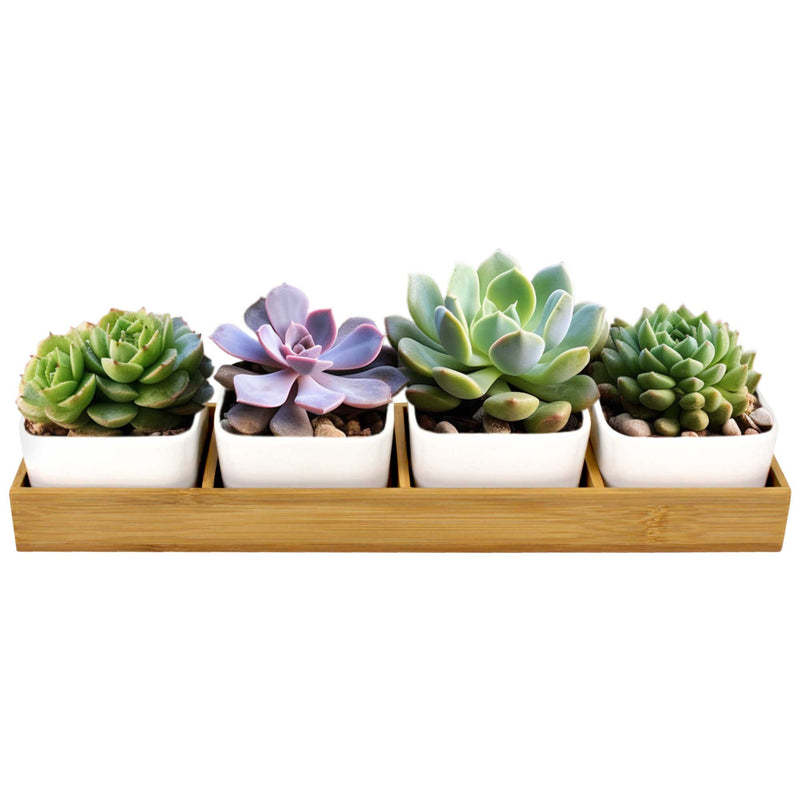 succulent pots with tray Succulent Pots