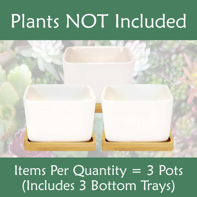 square trays for plant pots Square Succulent Pots with Tray