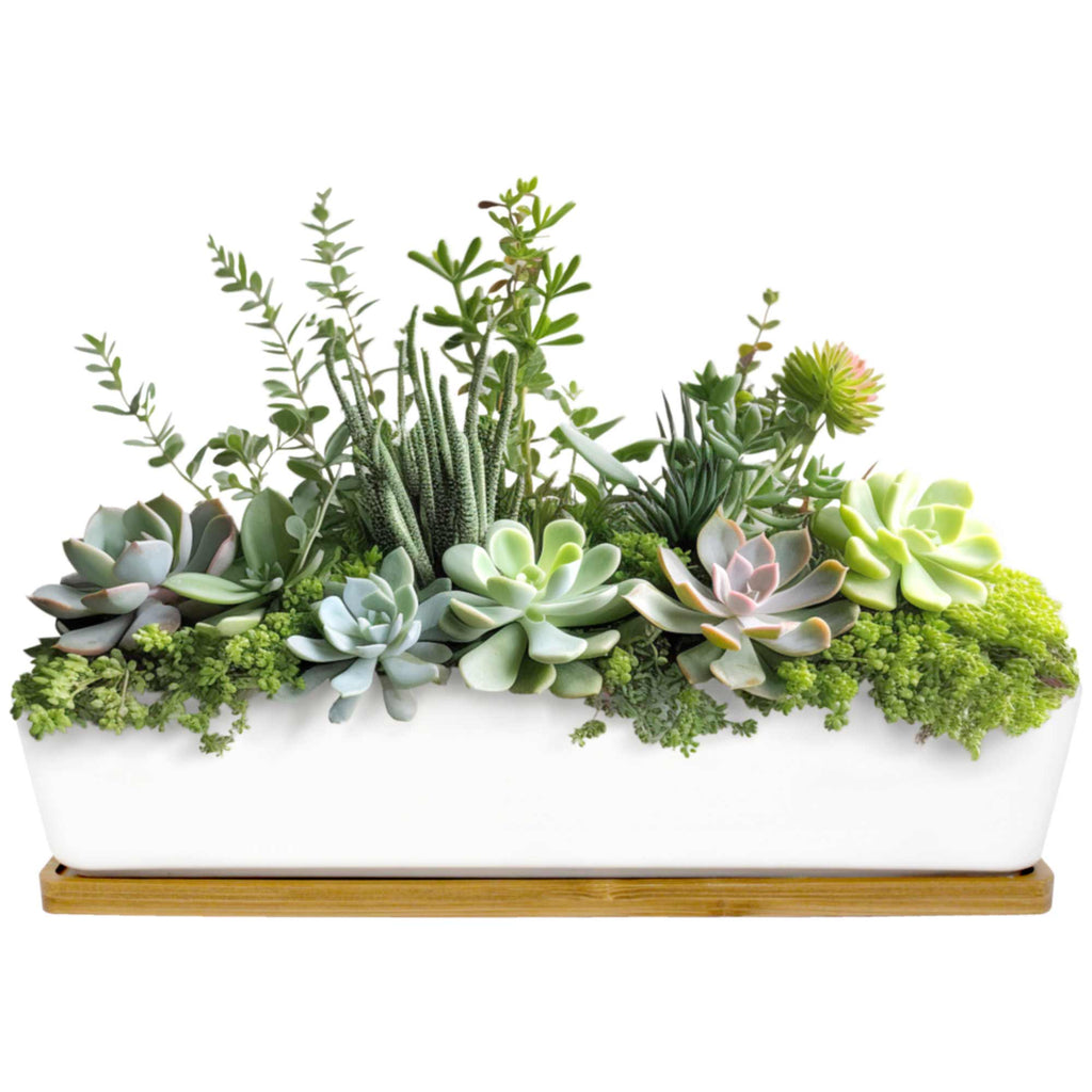 long rectangle plant pot Small Long Rectangular Succulent and Small Plant Pot