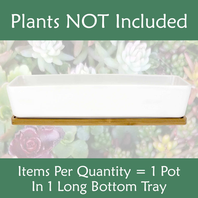 Small Long Rectangular Succulent and Small Plant Pot