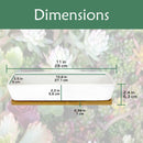 Small Long Rectangular Succulent and Small Plant Pot