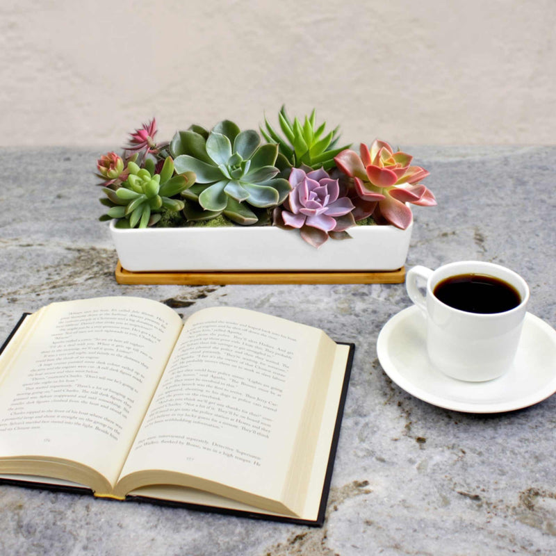 succulent book planter Small Long Rectangular Succulent and Small Plant Pot