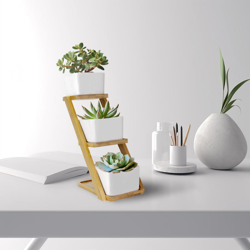 succulent plant stand indoor Succulent Pot Plant Display Set