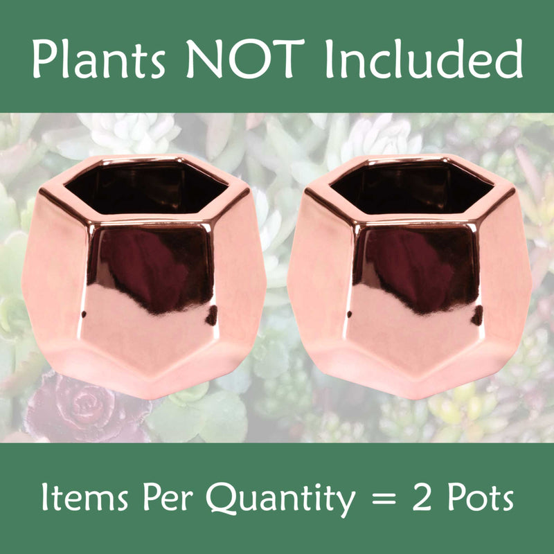 Small Plant Succulent Pots