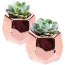 Small Plant Succulent Pots