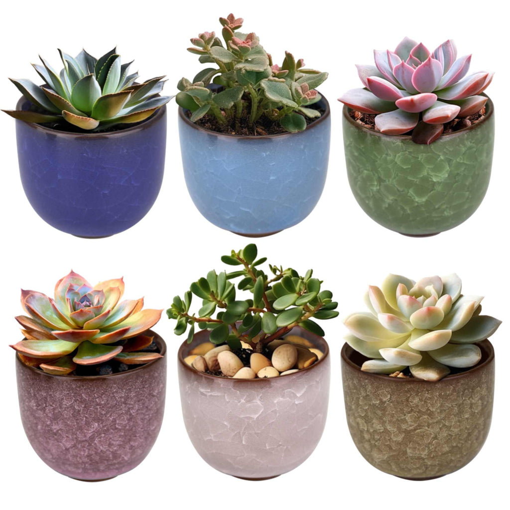 miniature pots for succulents Colored Small Plant Succulent Pots