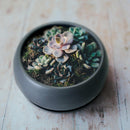 Ceramic Black Round Plant Bowl Pot