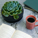 Ceramic Black Round Plant Bowl Pot