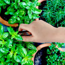 Bonsai 4" Leaf Cutter lifestyle