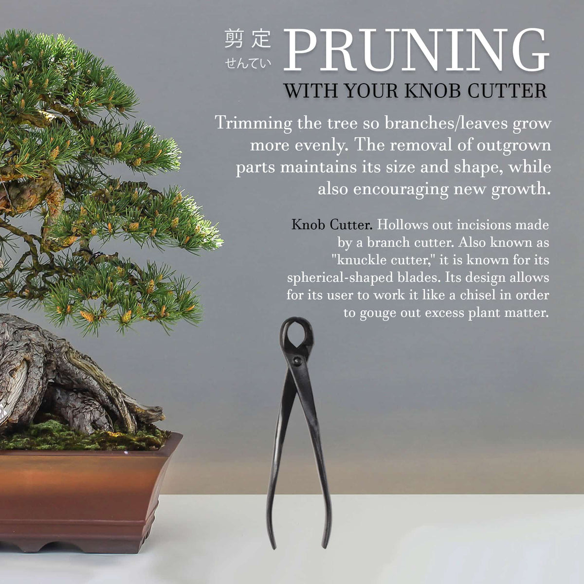 Bonsai Basics Set