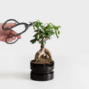 Bonsai 7.87'' Medium Butterfly Shear lifestyle