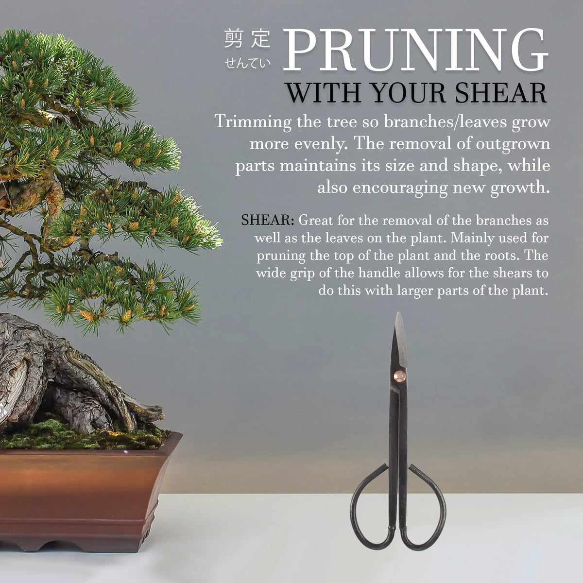 Bonsai 7.2