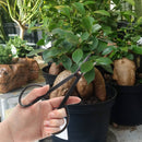 Bonsai Basics Set - Knob Cutter and  Trimming Shear pruning leaves