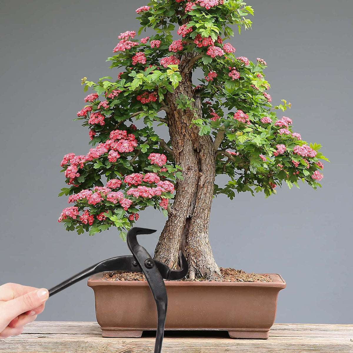 Bonsai 3pc Trunk and Root Set