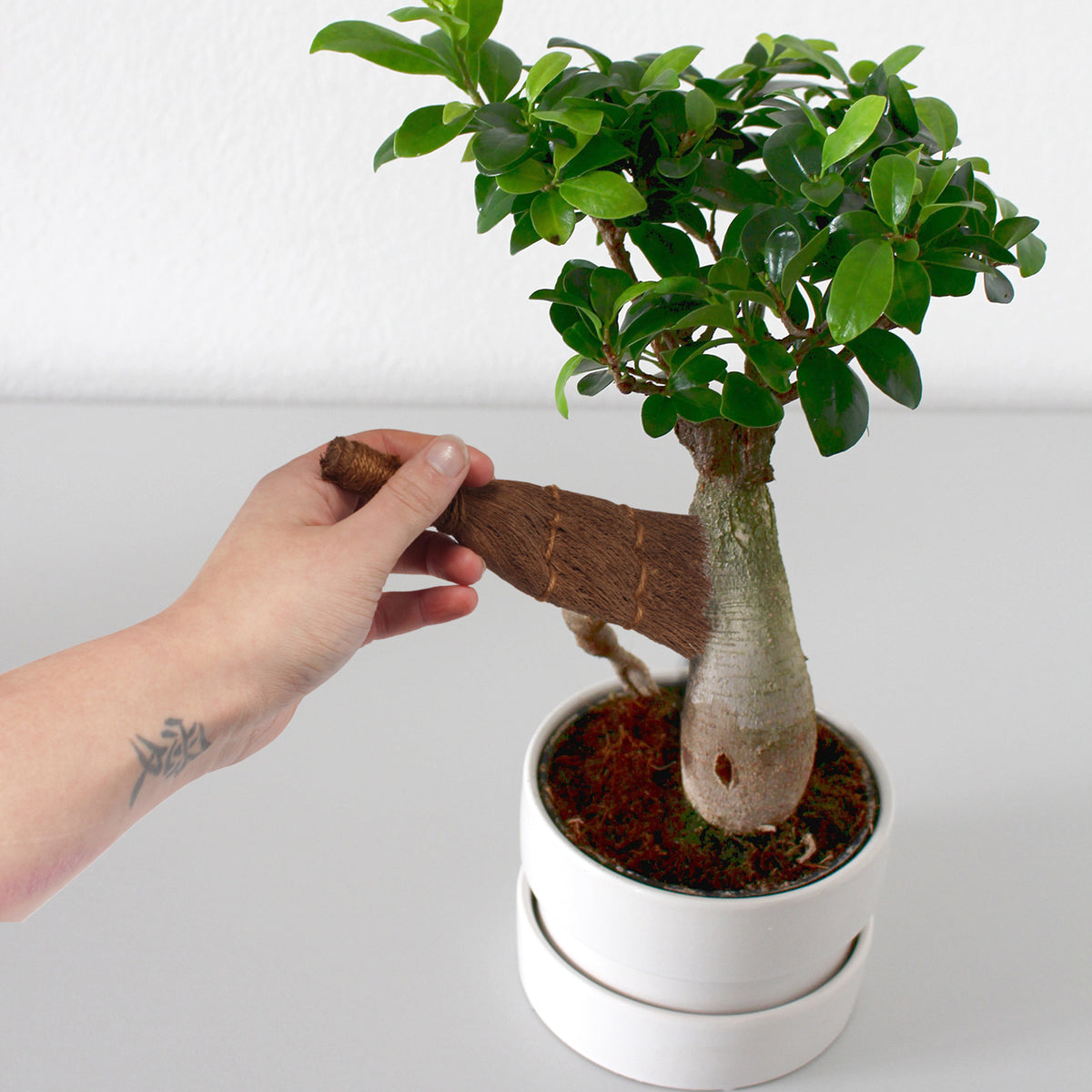 Bonsai Brush