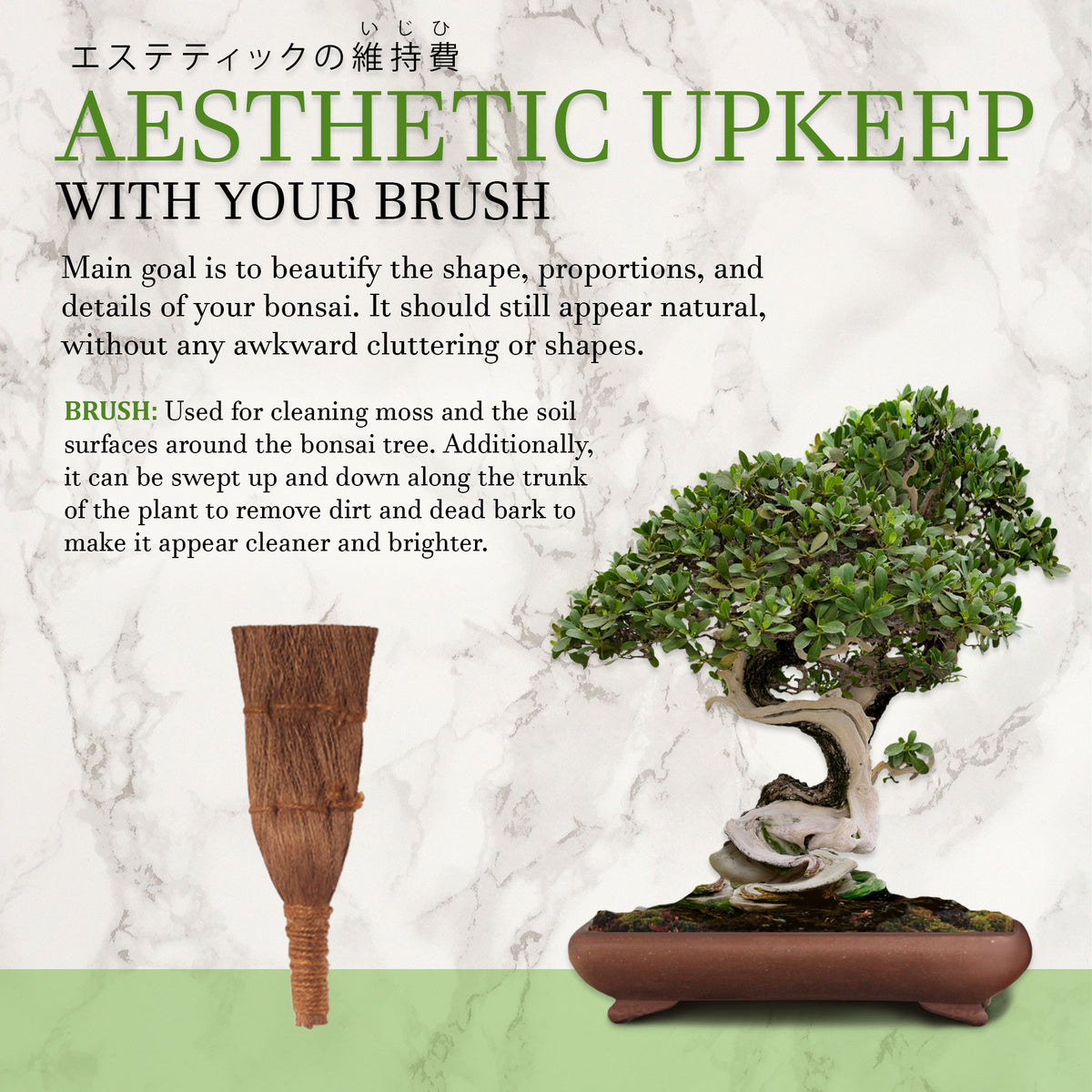 bonsai tree brush Bonsai Brush