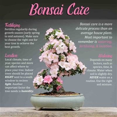 Bonsai Pruner, Bud, and Leaf Trimmer Sets