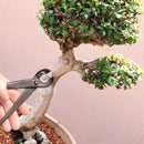 Bonsai 8" Concave Cutter lifestyle