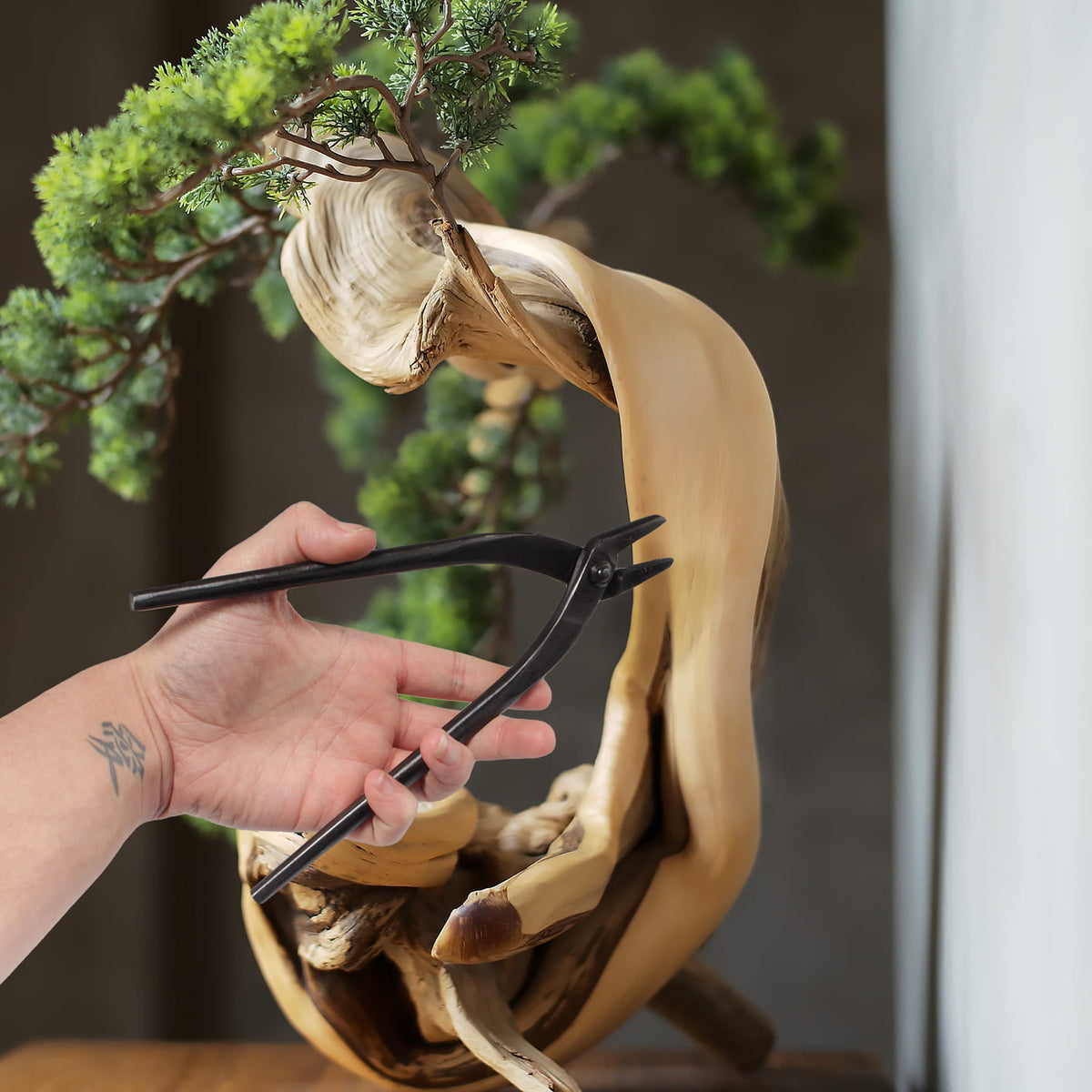 BONSAI出品 Dwarf Jade - ST4324DJ-B PICK UP ONLY - Brussel's Bonsai