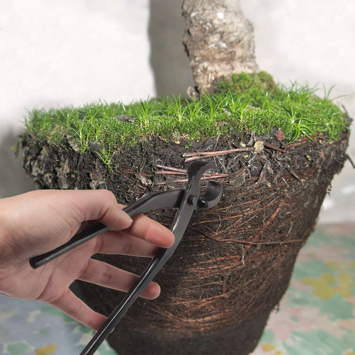 Bonsai Root Cutter