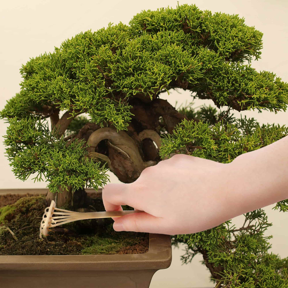 Bonsai Tree Pruning Starter Tool Kit