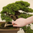 Bonsai Tree Pruning Starter Tool Kit bamboo rake
