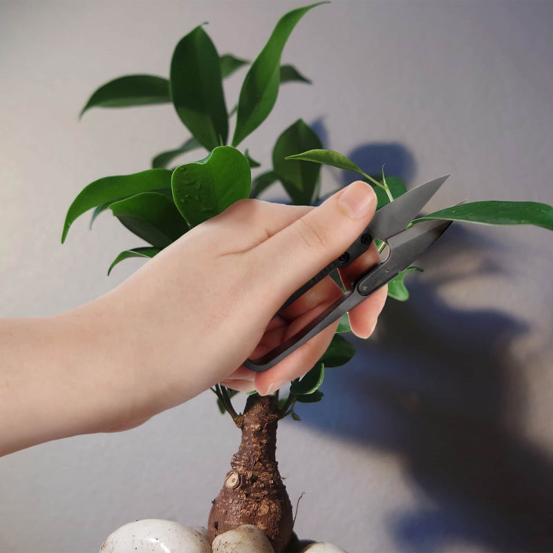 pruning ficus bonsai tree Bonsai Tree Pruning Starter Tool Kit