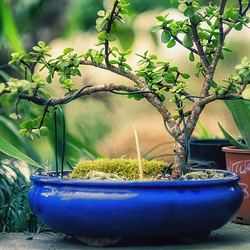 Bonsai Tree Pruning Starter Tool Kit bonsai sticks