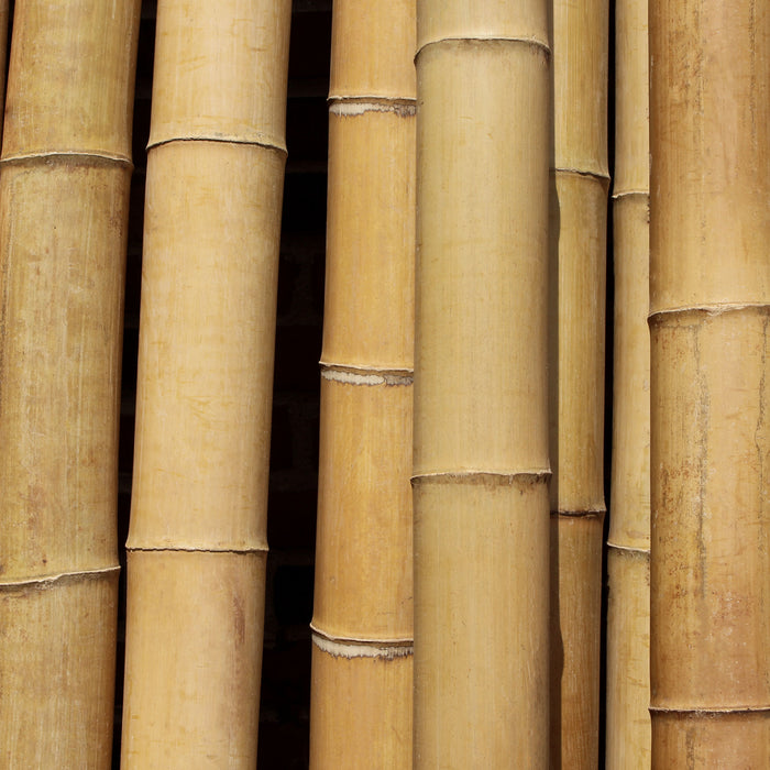 bamboomn Thick Bamboo Poles 10 Feet Long