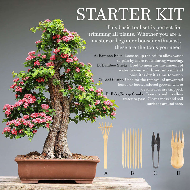 Bonsai Tree Pruning Starter Tool Kit information